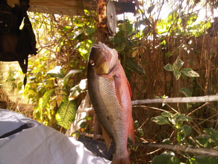 Snapper fish jamaica
