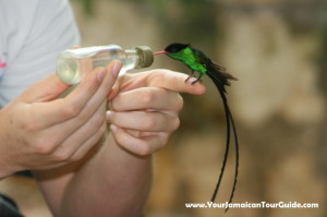 Bird feeding at Rocklands Bird Sanctuary