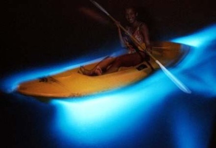 Luminous Lagoon Jamaica